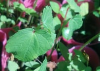 山採り 天然フウラン 風蘭、富貴蘭 ラン 山野草 | 自然のある暮らし