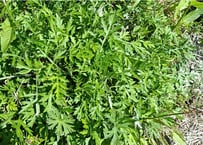 山採り 天然フウラン 風蘭、富貴蘭 ラン 山野草 | 自然のある暮らし
