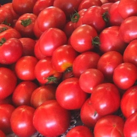 【完熟】赤採りトマト《4kg》