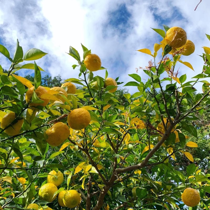 自然栽培 川根本柚子の完熟柚子 有機JAS 1kg | KAGYA JAPAN