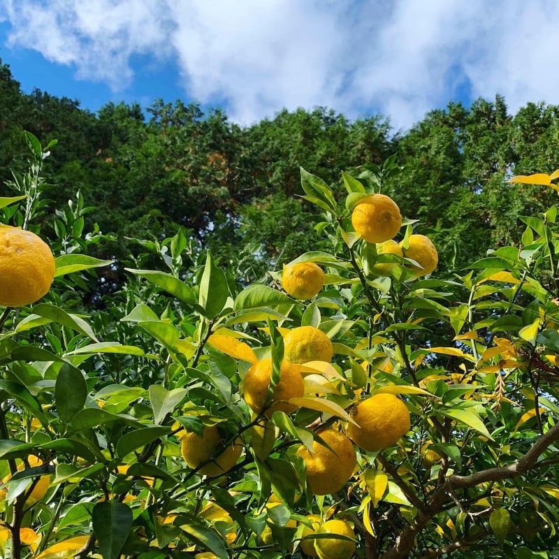 自然栽培 川根本柚子の完熟柚子 有機JAS 1kg | KAGYA JAPAN