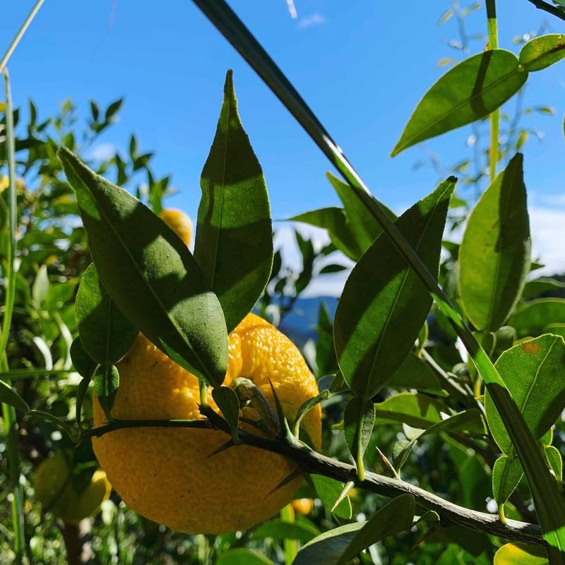 自然栽培 川根本柚子の完熟柚子 有機JAS 1kg | KAGYA JAPAN