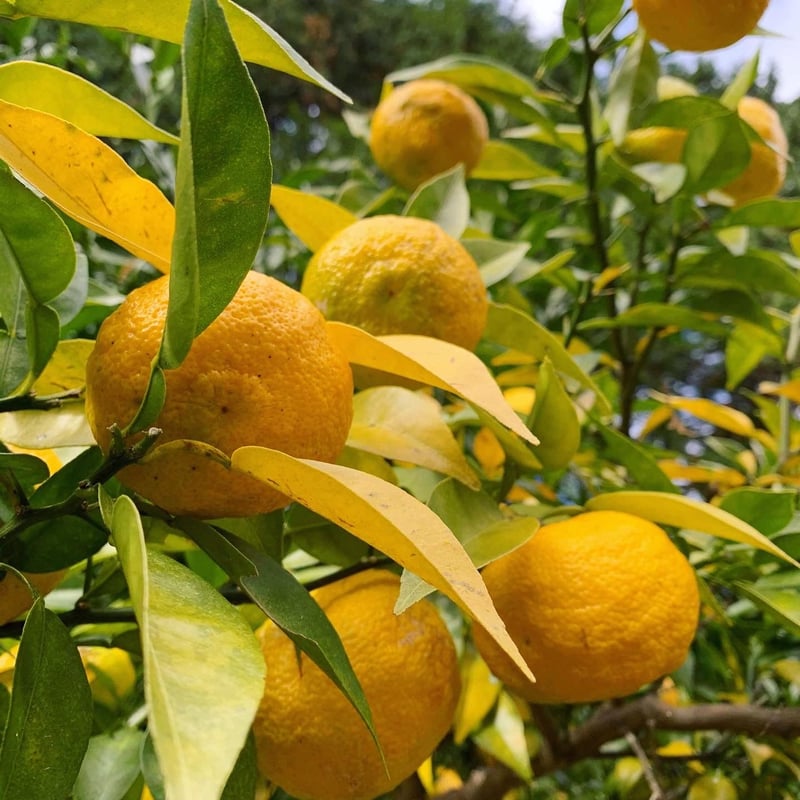 自然栽培 川根本柚子の完熟柚子 有機JAS 1kg | KAGYA JAPAN