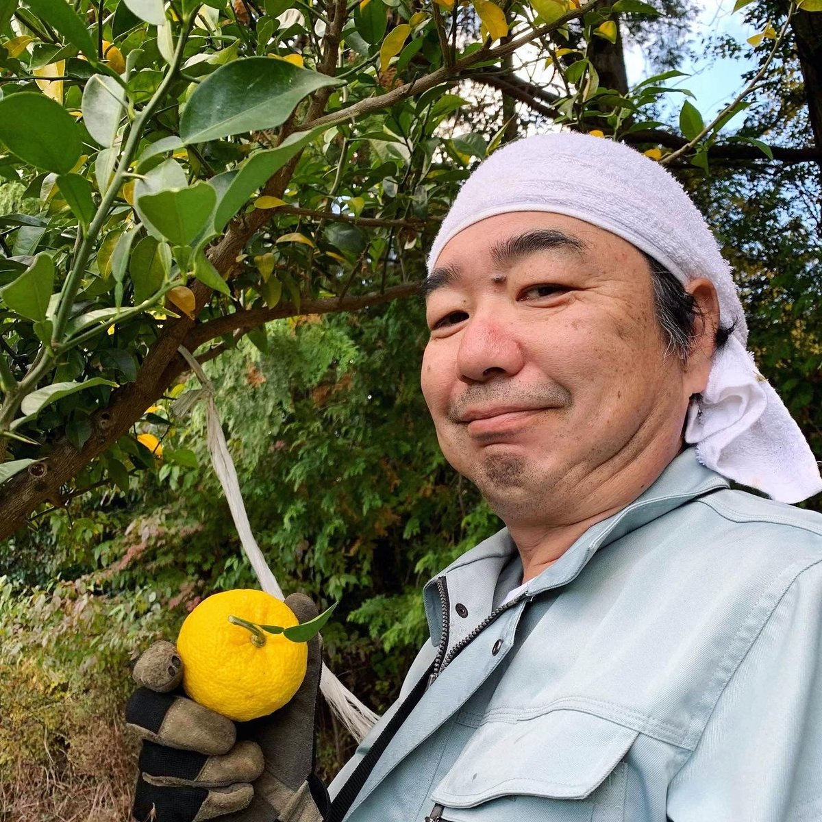 自然栽培 川根本柚子の完熟柚子 有機JAS 1kg | KAGYA JAPAN