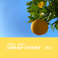 自然栽培　川根本柚子の完熟柚子　有機JAS　1kg