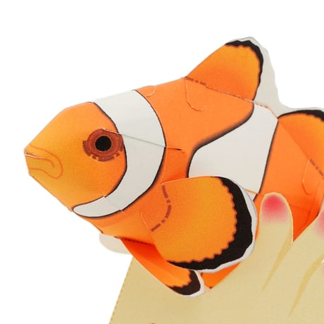 カクレクマノミ | STORES