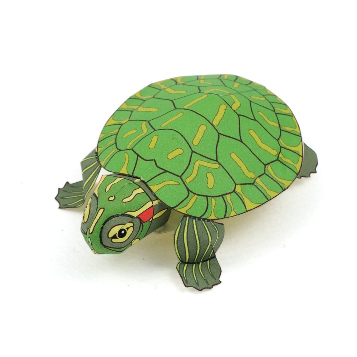 ミドリガメ〈ミシシッピアカミミガメ〉： Red-eared slider（紙