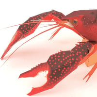 アメリカザリガニ：Red swamp crayfish（紙工作キット）