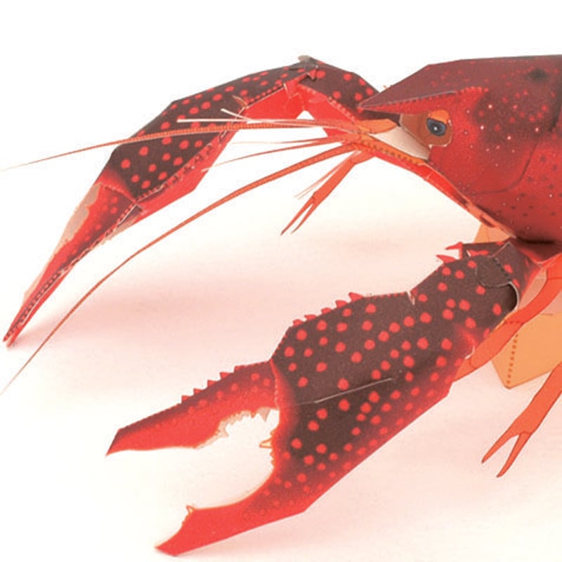 アメリカザリガニ：Red swamp crayfish（紙工作キット） | KeiCraft