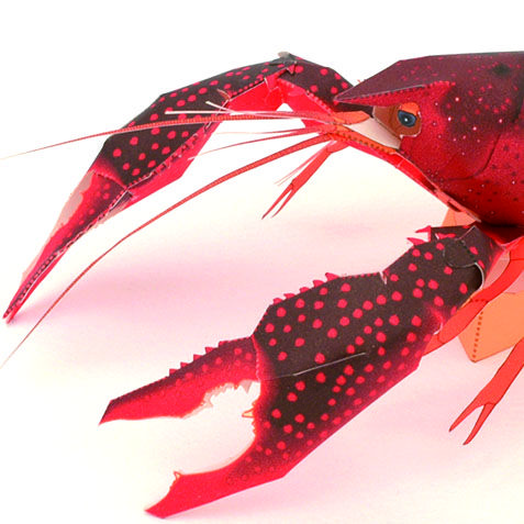 アメリカザリガニ：Red swamp crayfish（紙工作キット） | KeiCraft