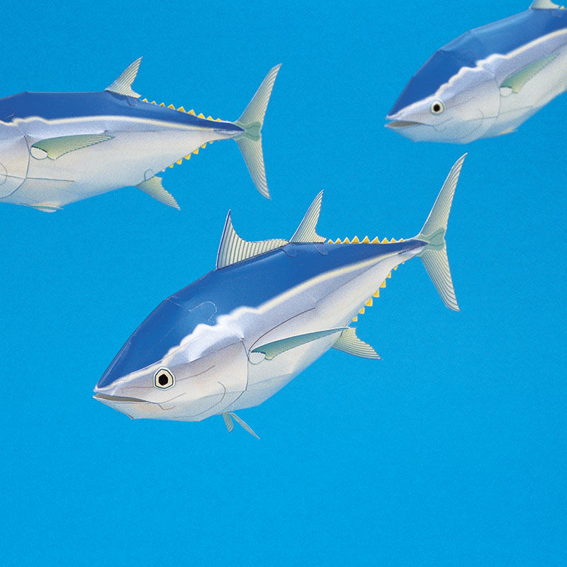クロマグロ：Bluefin Tuna（紙工作キット） | KeiCraft Online Shop