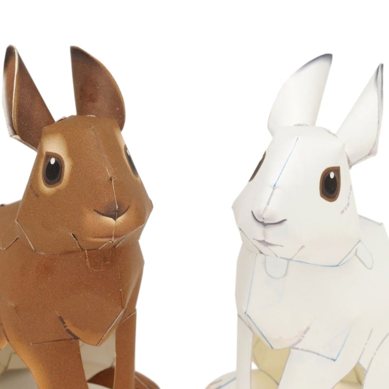 エゾユキウサギ（冬毛・夏毛） ：Mountain Hare（紙工作キット 
