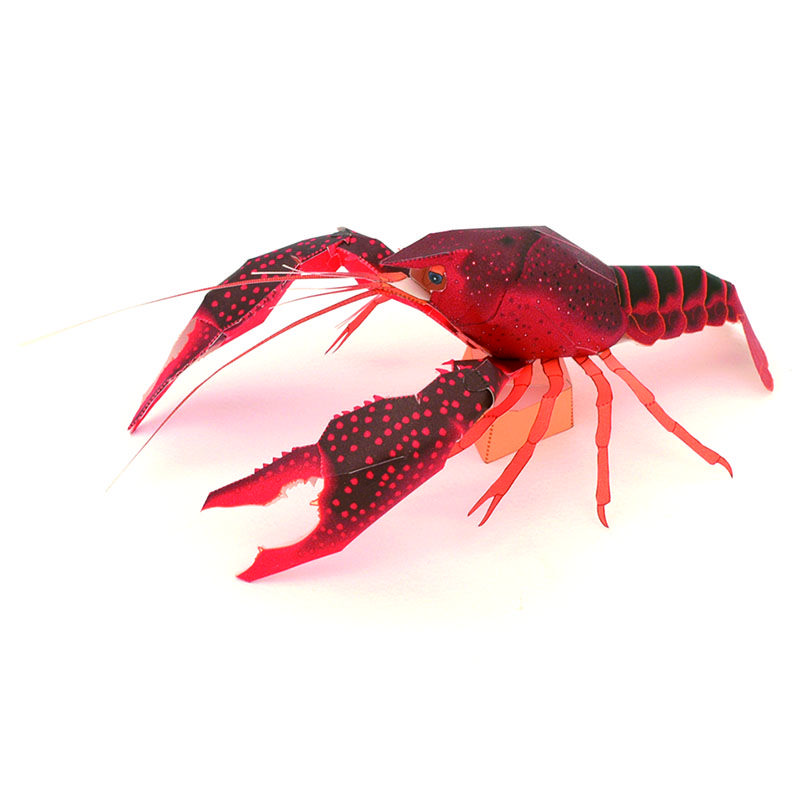 アメリカザリガニ：Red swamp crayfish（紙工作キット