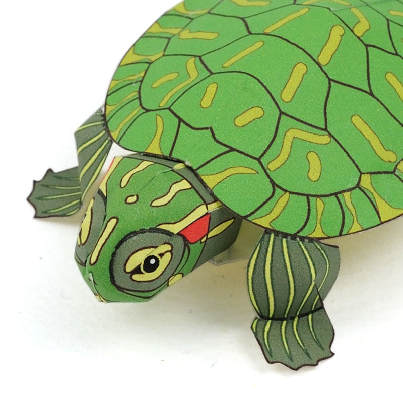 ミドリガメ ミドリガメ〈ミシシッピアカミミガメ〉： Red-eared slider（紙