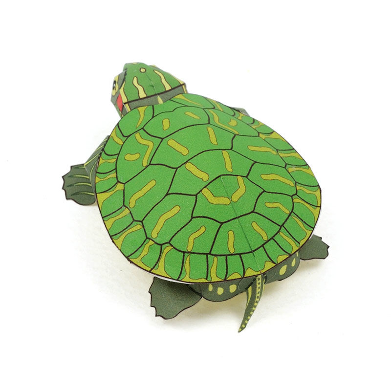 ミドリガメ〈ミシシッピアカミミガメ〉： Red-eared slider（紙