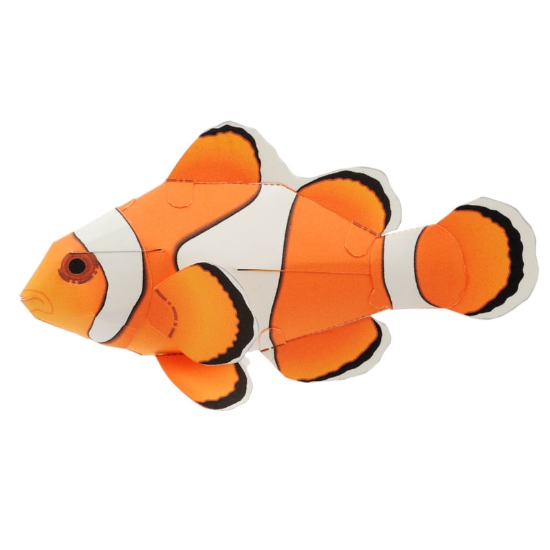 カクレクマノミ カクレクマノミ【Lサイズ】5-6cm(A-0237) 海水魚 サンゴ 生体