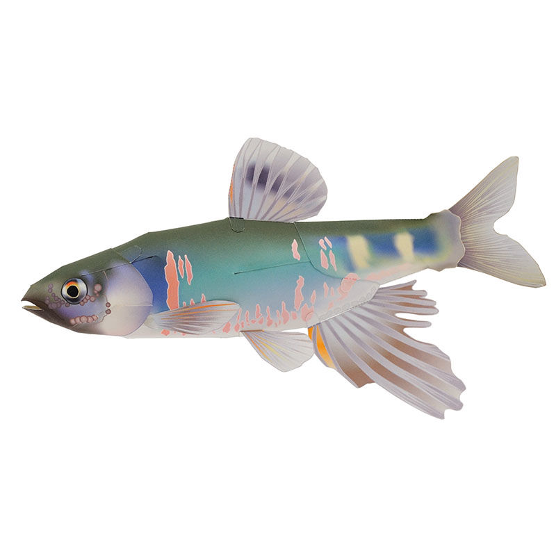 オイカワ：Opsariichthys platypus（紙工作キット） | KeiCraft