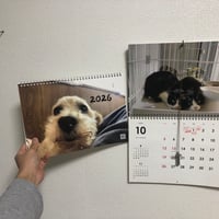 【工場直送】A3壁掛けモモさん＆にゃんとカレンダー2026
