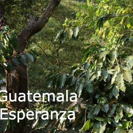 グアテマラ　エスペランサ農園　２００ｇ