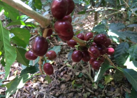 エルサルバドル　サンタリタ農園　２００ｇ