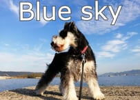 季節のブレンドコーヒー「 Blue sky 」２５０ｇ