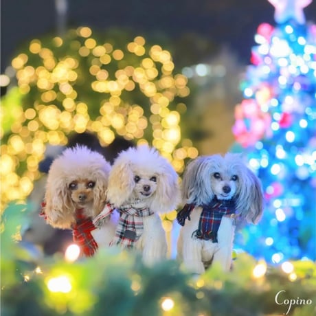 タータンチェック犬服 | STORES