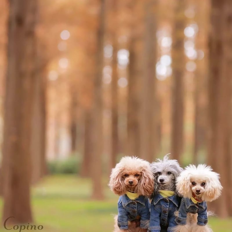 即納】PEEKAPOODLEデニムジャケット | un seul dog's STORE