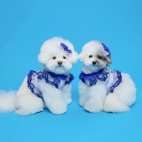 【予約】comocomo... FORGARDEN BLUE