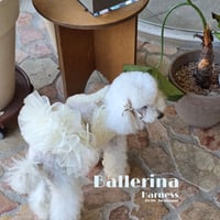 【予約】OHO_boutique...Ballerina Ivory Harness