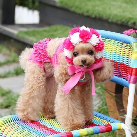 【予約】HAPPYJJANGGU ♪ flower cap♡ 13color