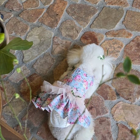 【予約】OHO_boutique...Zakyak blue Harness