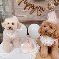 【即納】happy birthday🎂✨スタイと帽子