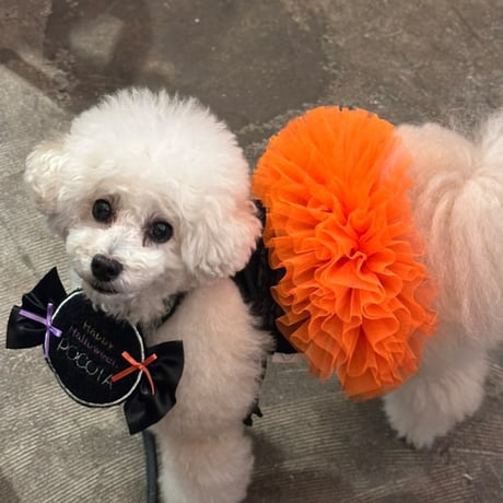 【即納】chicodicha...orange color tutu