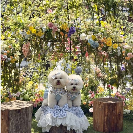 【予約】comocomo...forgarden spring