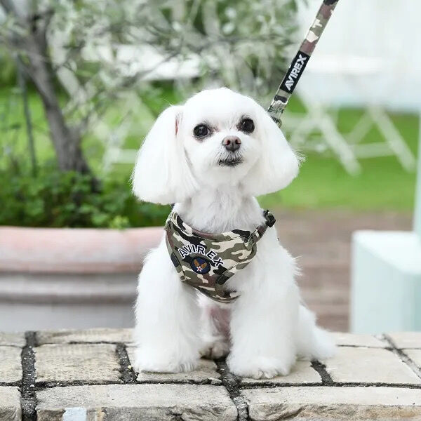 AVIREX 犬 ハーネス、リードセット 緑 楽天市場】アヴィレックス AVIREX MA−1 ハーネス(M)【小型犬 犬