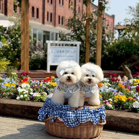 【予約】comocomo...forgarden spring