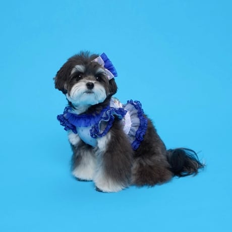 【予約】comocomo... FORGARDEN BLUE