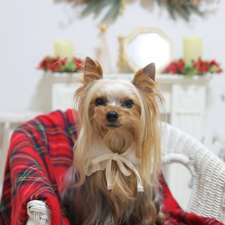【即納】ZOOBICO...Blanc Vest & Cape