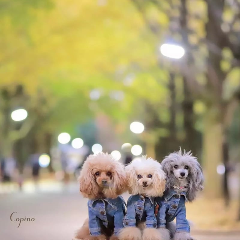 即納】PEEKAPOODLEデニムジャケット | un seul dog's STORE