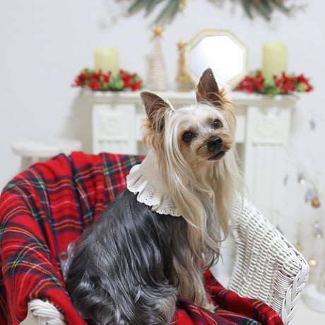 【即納】ZOOBICO...Blanc Vest & Cape