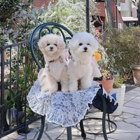 【即納】denim×lace origina café mat  スクエア型(長方形)𝚠𝚑𝚒𝚝𝚎♪