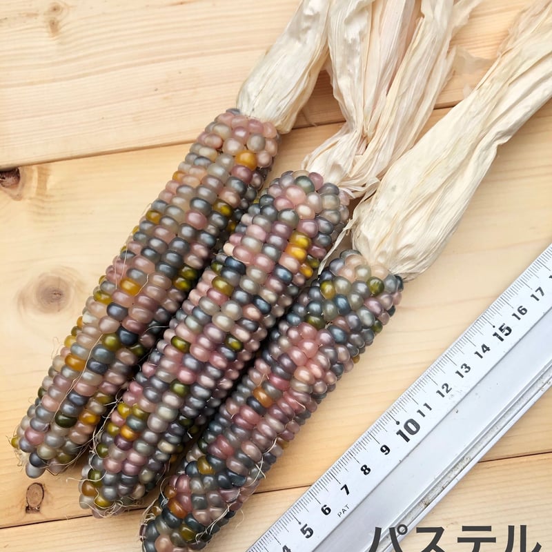 北海道産無農薬にじいろコーン 各色 | なちゅらるぽっぷ ONLINE SHOP
