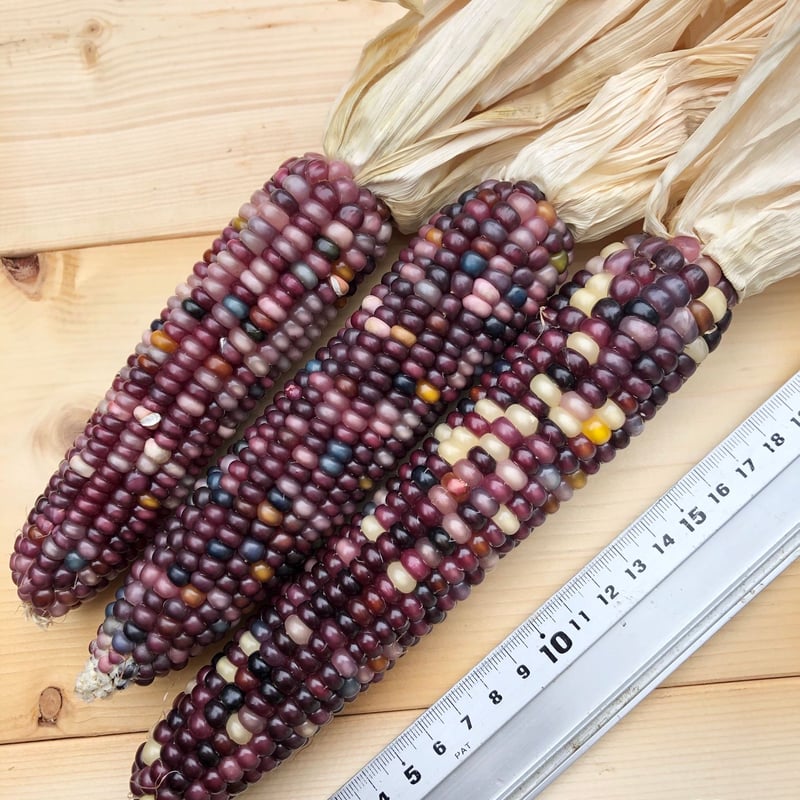 グラスジェムコーン太め　６０本詰め合わせ Amazon.co.jp: グラスジェムコーン(虹色コーン) 種子約20粒入り