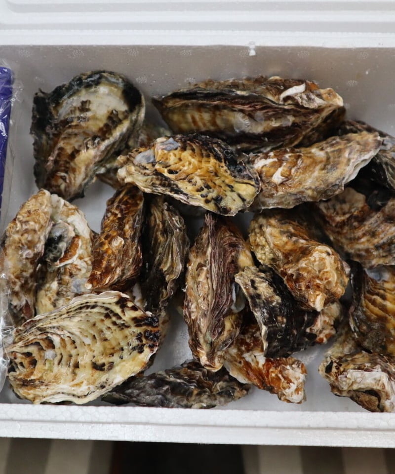 生牡蠣　カキ　10キロ　軍手ナイフ付き　伊万里湾産　殻付き　養殖　送料無料‼︎ 生牡蠣　カキ　10キロ　軍手ナイフ付き　伊万里湾産　殻付き　養殖　送料無料‼︎