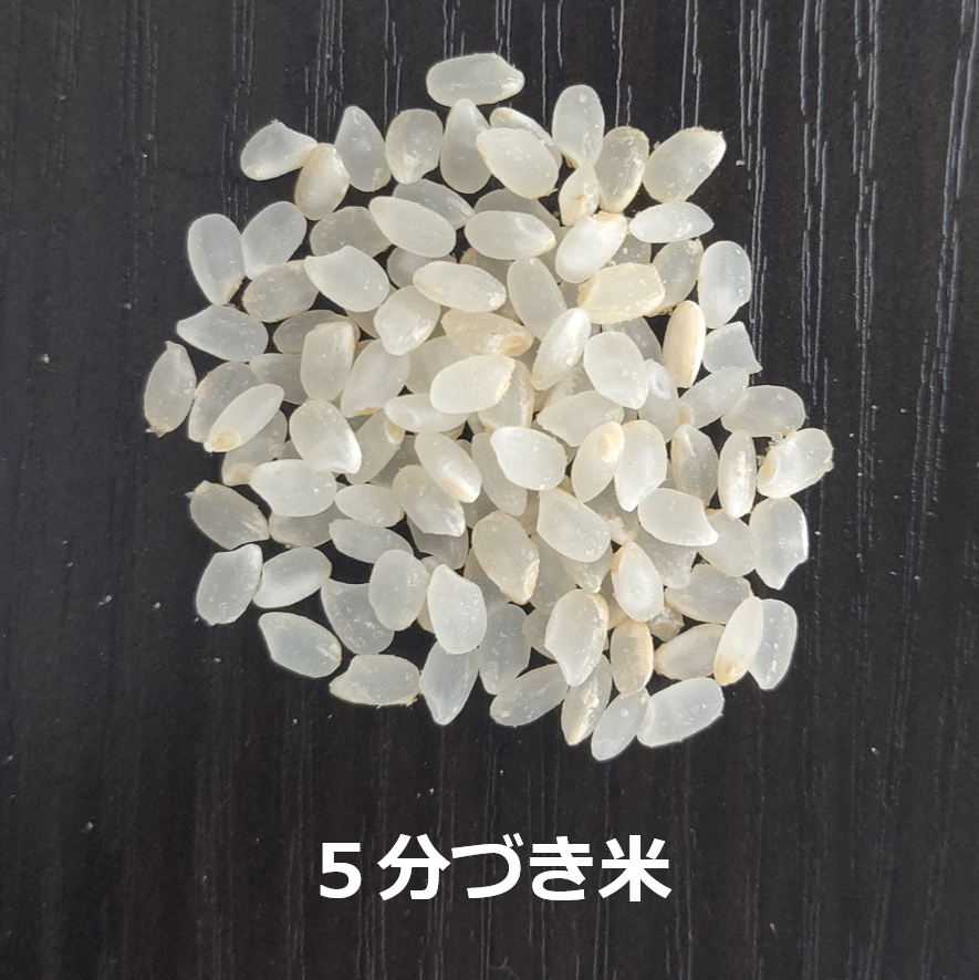 令和7年新潟産コシヒカリ3合（450g）（白米・玄米・分づき米） | MAKIO
