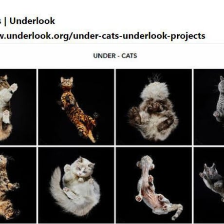 NGC鑑定PF70+FR クック諸島 2024年 アンダールック・キャット ネコ 猫 銀貨 シルバー プルーフ コイン Andrius Burba Underlook cat