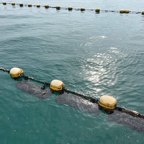 深堀の生牡蠣「浪漫ROMAN」100g以上のLサイズ20個入り！