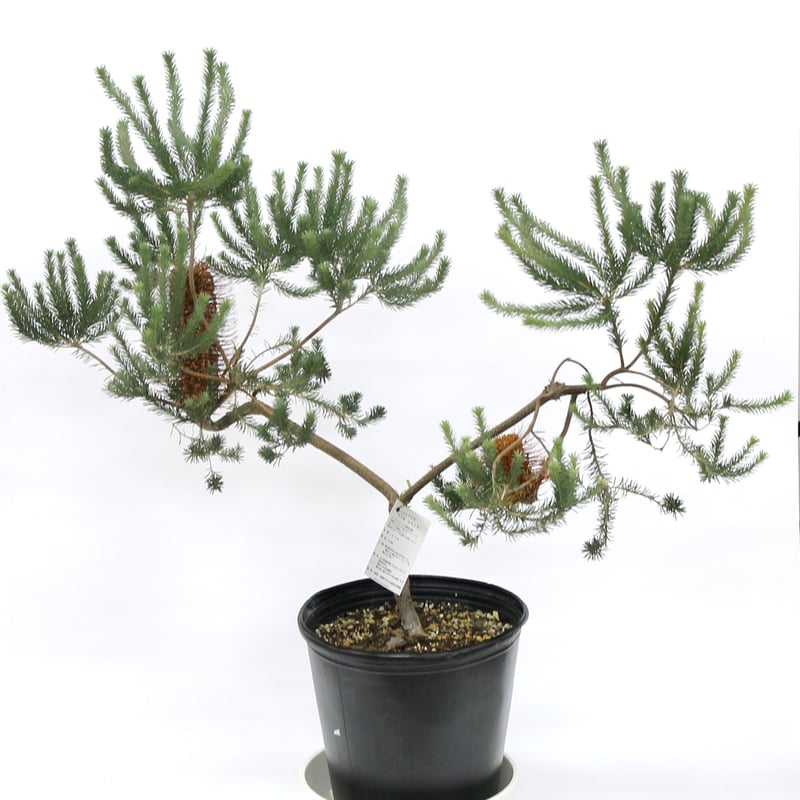 パンクシア リトルエリック 8号 | 多気園芸 Online Shop