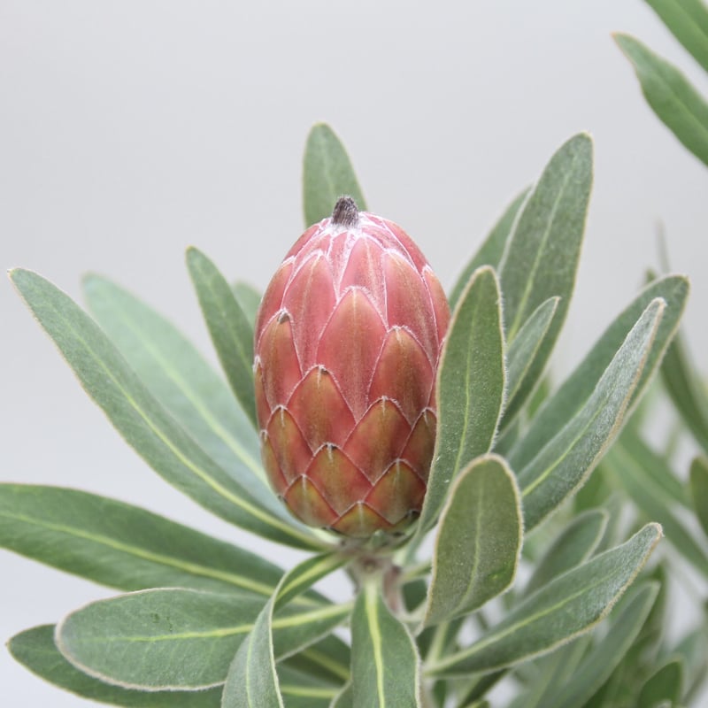 プロテア スペシャルピンクアイス オージープランツ - 植物/観葉植物