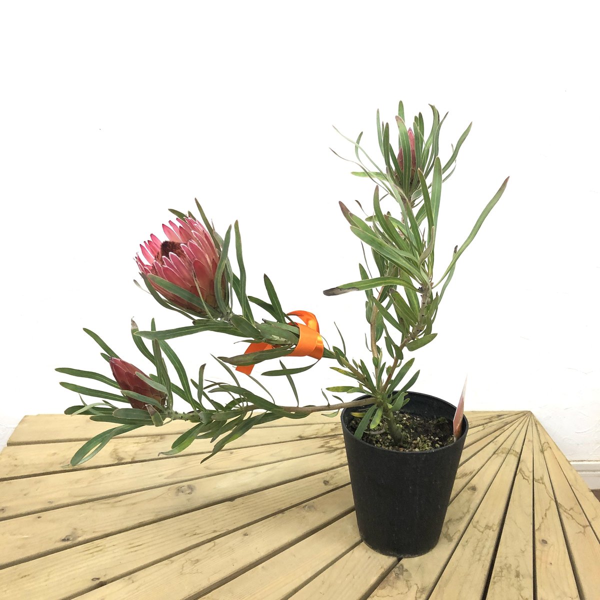 プロテア　ピクシー プロテア ピクシー 5号鉢 4輪 | 多気園芸 Online Shop